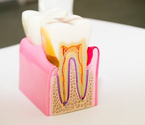 Model of a tooth showing the layers inside of it